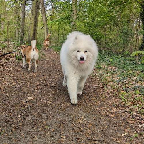 Hundeauslaufgebiet-Dognanny Potsdam-Bild