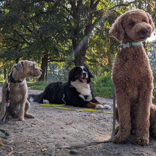 Hundeauslaufgebiet-Dognanny Potsdam-Bild