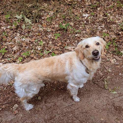 Hundeauslaufgebiet-Dognanny Potsdam-Bild