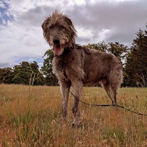 Hundeauslaufgebiet-Dognanny Potsdam-Bild