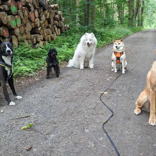 Hundeauslaufgebiet-Dognanny Potsdam-Bild