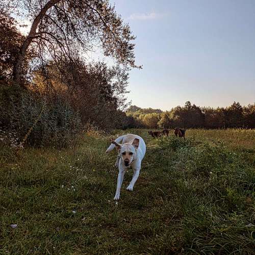 Hundeauslaufgebiet-Dognanny Potsdam-Bild