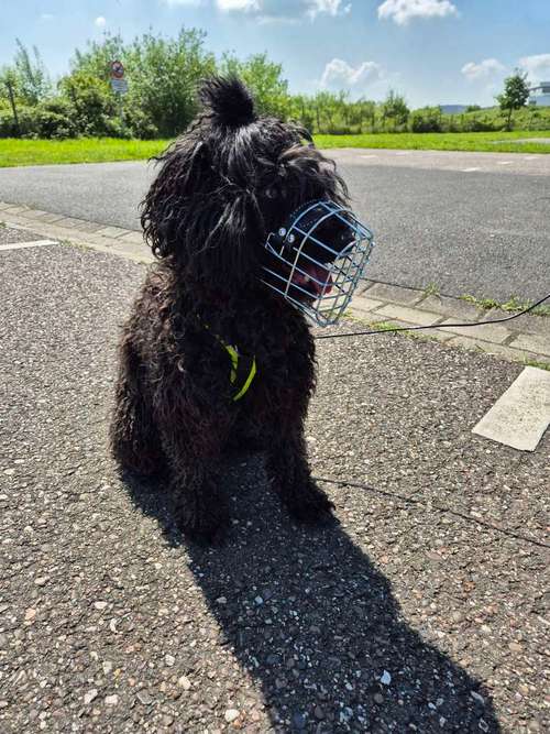 Hundeauslaufgebiet-MaulkorbMania-Bild