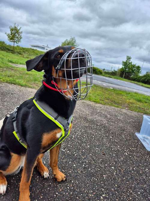 Hundeauslaufgebiet-MaulkorbMania-Bild