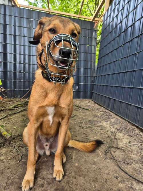 Hundeauslaufgebiet-MaulkorbMania-Bild