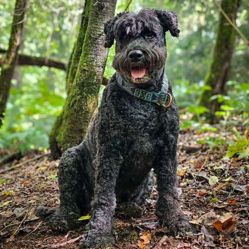 Hundeauslaufgebiet-Hallo Wuff - Hundeschule & Teamschmiede-Bild