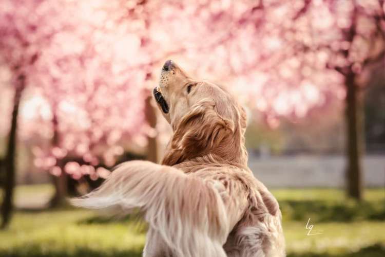 Hundeauslaufgebiet-Lq Fotografie-Bild