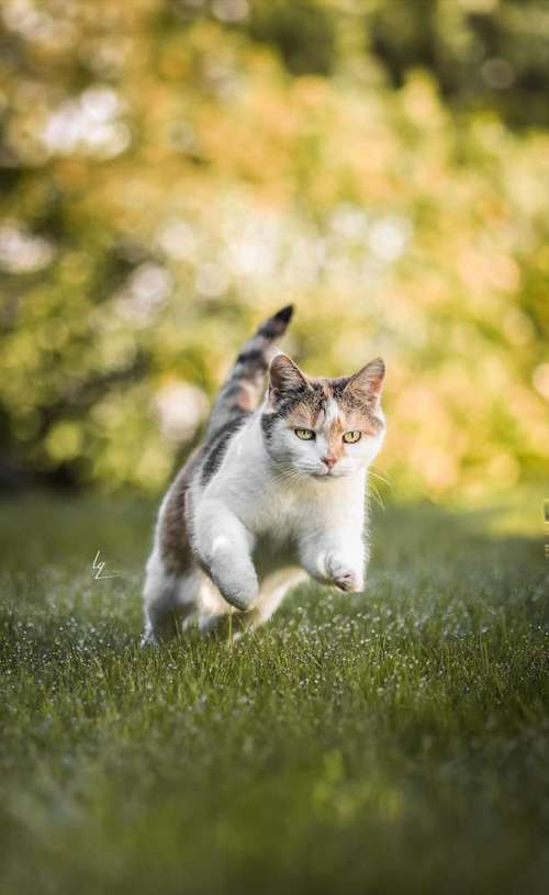 Hundeauslaufgebiet-Lq Fotografie-Bild
