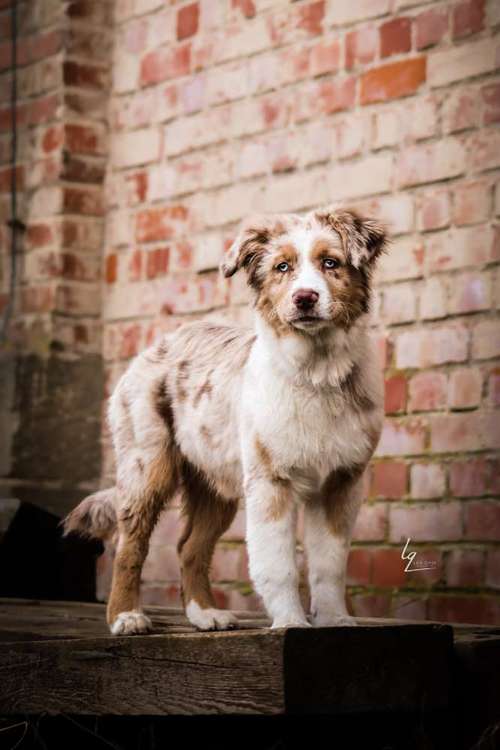 Hundeauslaufgebiet-Lq Fotografie-Bild