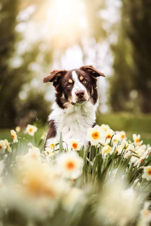 Hundeauslaufgebiet-Lq Fotografie-Bild