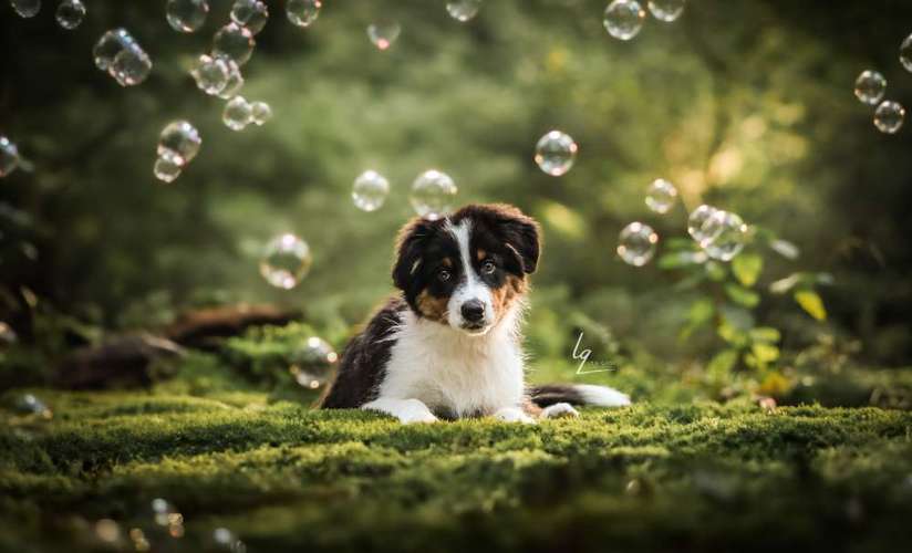 Hundeauslaufgebiet-Lq Fotografie-Bild