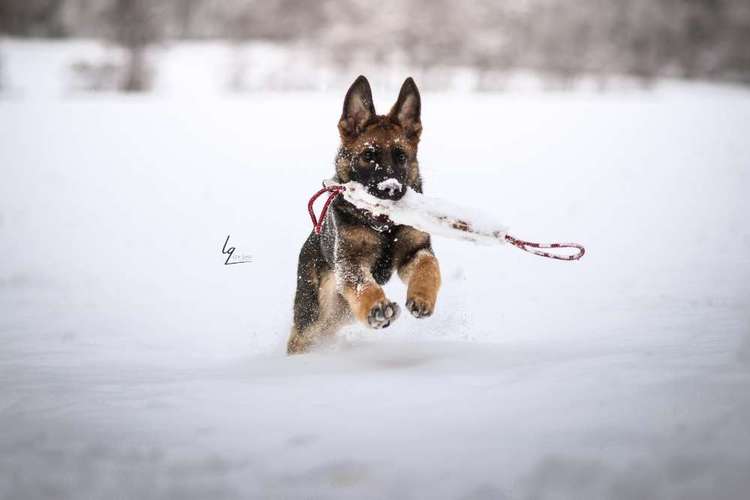 Hundeauslaufgebiet-Lq Fotografie-Bild