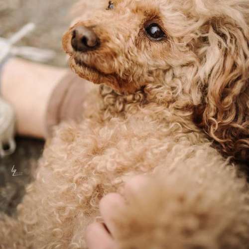 Hundeauslaufgebiet-Lq Fotografie-Bild