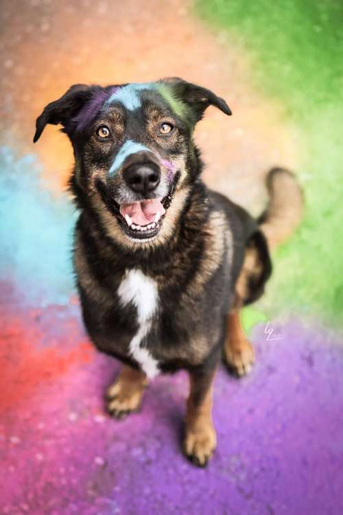 Hundeauslaufgebiet-Lq Fotografie-Bild