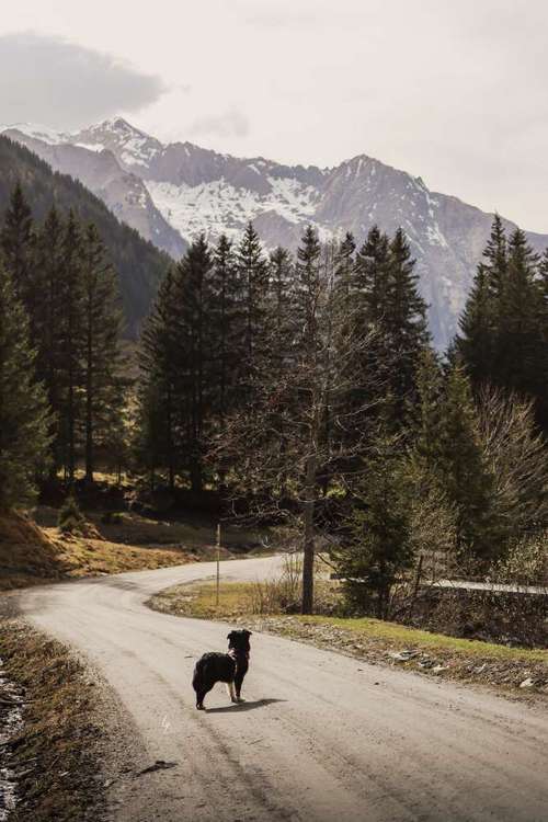 Hundeauslaufgebiet-Lq Fotografie-Bild