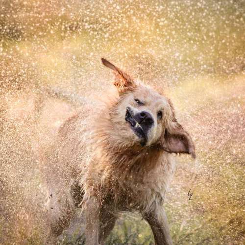 Hundeauslaufgebiet-Lq Fotografie-Bild