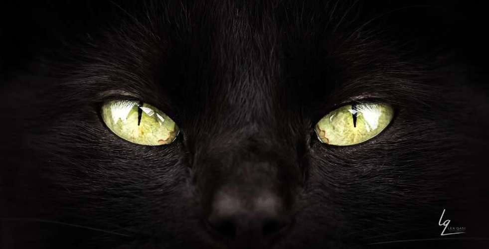 Hundeauslaufgebiet-Lq Fotografie-Bild