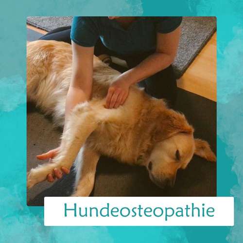 Hundeauslaufgebiet-Tier bewegt - Mobile Tierosteopathie & Tierphysiotherapie-Bild