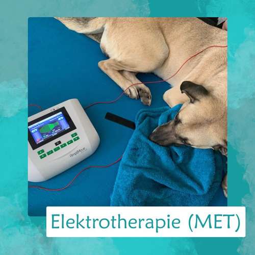 Hundeauslaufgebiet-Tier bewegt - Mobile Tierosteopathie & Tierphysiotherapie-Bild