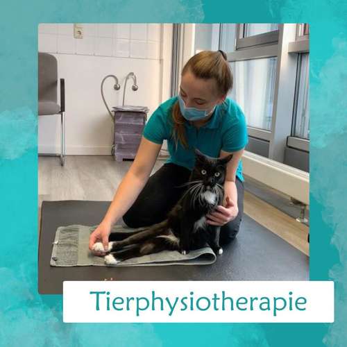 Hundeauslaufgebiet-Tier bewegt - Mobile Tierosteopathie & Tierphysiotherapie-Bild