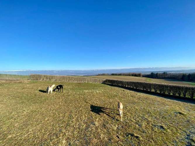 Hundeauslaufgebiet-Hundezentrum Frienisberg GmbH-Bild