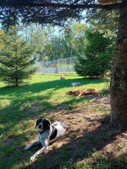 Hundeauslaufgebiet-Hundezentrum Frienisberg GmbH-Bild