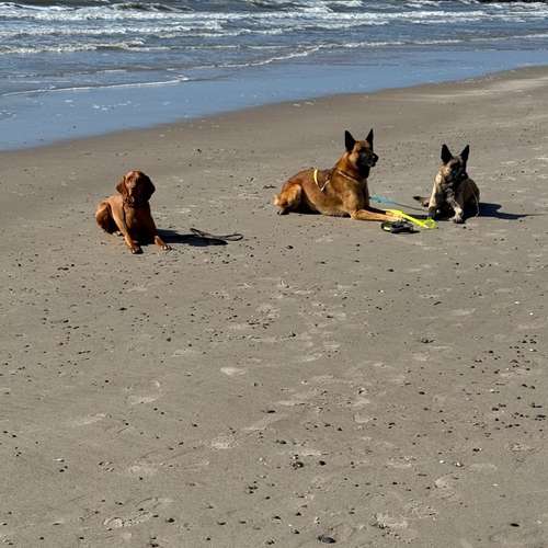Hundeauslaufgebiet-Hundeschule Moorfleet-Bild