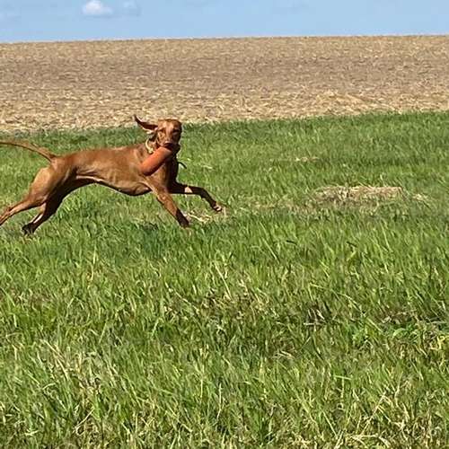 Hundeauslaufgebiet-Hundeschule Moorfleet-Bild