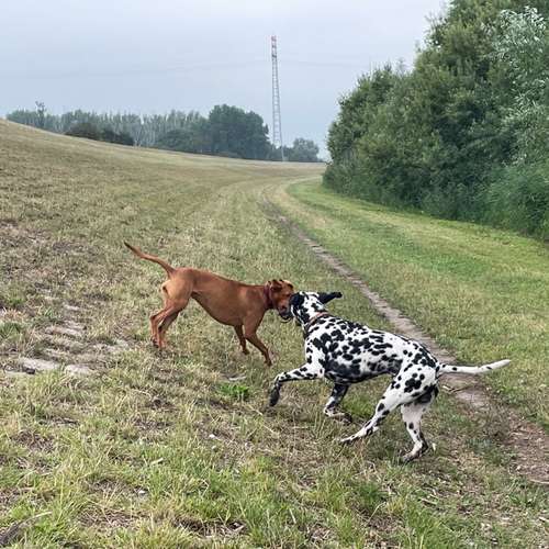 Hundeauslaufgebiet-Hundeschule Moorfleet-Bild