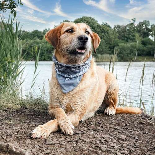 Hundeauslaufgebiet-Corina's Tierfotografie / Blumenladen kleiner Wald-Bild