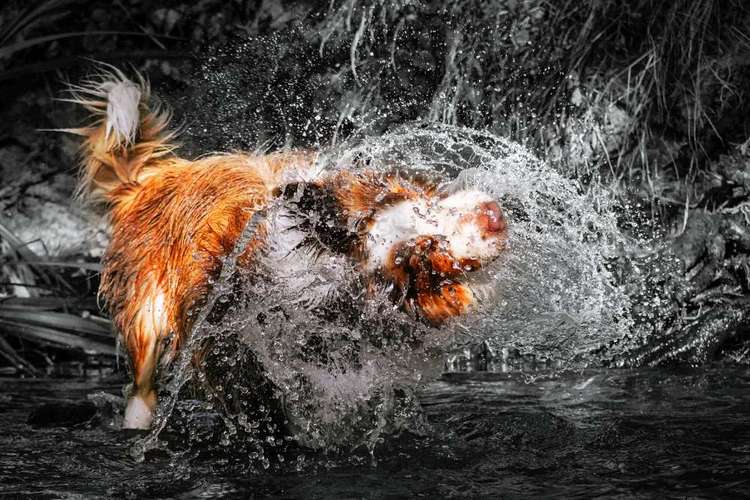 Hundeauslaufgebiet-Corina's Tierfotografie / Blumenladen kleiner Wald-Bild