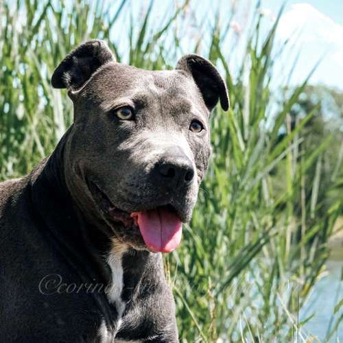 Hundeauslaufgebiet-Corina's Tierfotografie / Blumenladen kleiner Wald-Bild