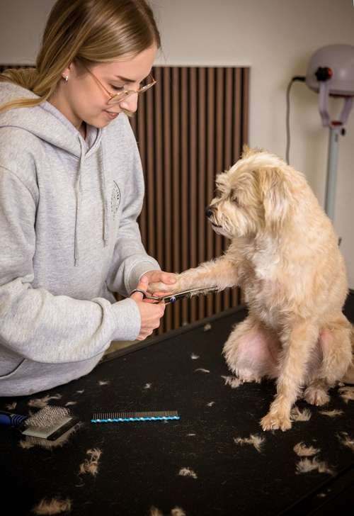 Hundeauslaufgebiet-FellLiebe by Lisa-Bild