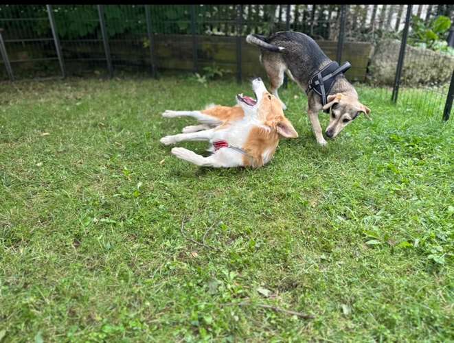 Hundeauslaufgebiet-Luxfordogs-Bild