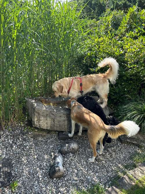 Hundeauslaufgebiet-Luxfordogs-Bild