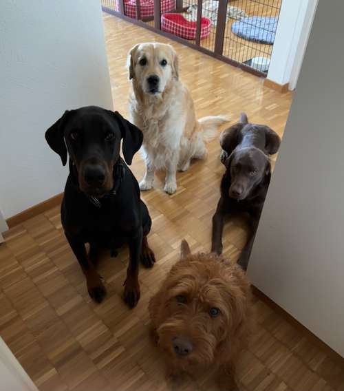 Hundeauslaufgebiet-Luxfordogs-Bild