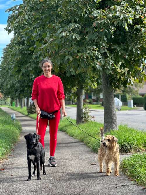 Hundeauslaufgebiet-Luxfordogs-Bild