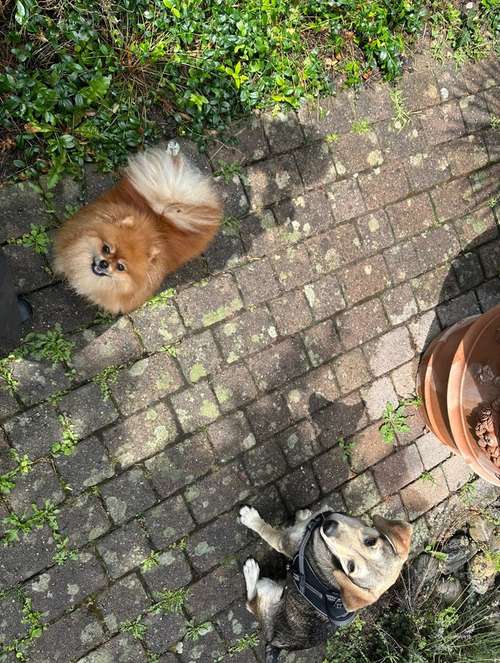 Hundeauslaufgebiet-Luxfordogs-Bild