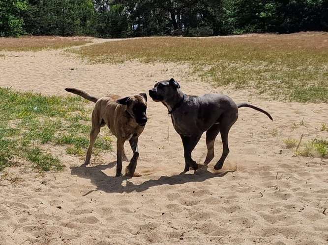 Hundeauslaufgebiet-- Dr. Mathias Schumann-Bild