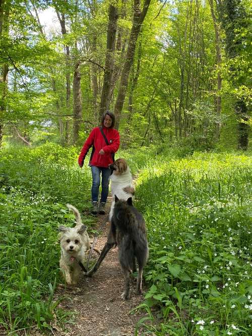 Hundeauslaufgebiet-Petra Kaufhold-Bild