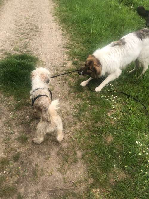 Hundeauslaufgebiet-Petra Kaufhold-Bild