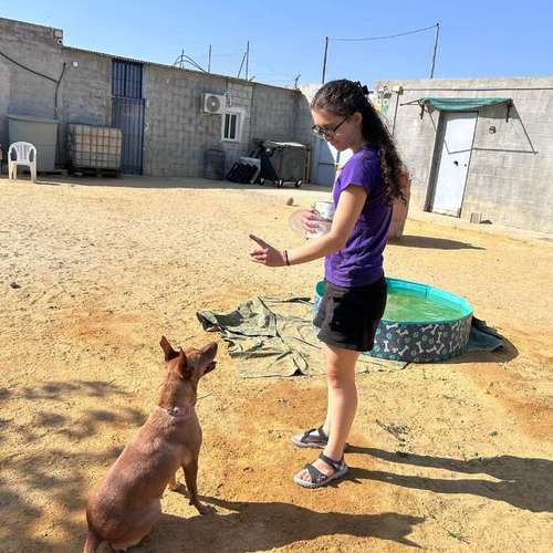 Hundeauslaufgebiet-Tails and Paws-Bild