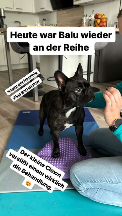 Hundeauslaufgebiet-Tierphysiotherapie Pets Motion-Bild