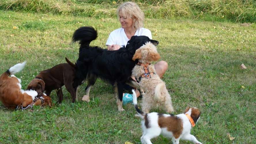 Hundeauslaufgebiet-Pawtience Hundeerziehung-Bild