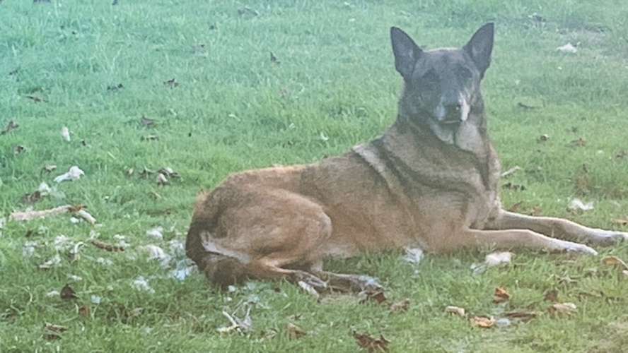 Hundeauslaufgebiet-Hundeschule im Grund-Bild