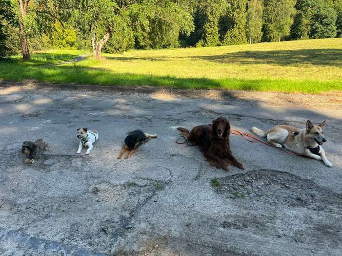 Hundeauslaufgebiet-Hundeschule im Grund-Bild