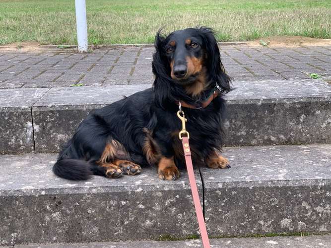 Hundeauslaufgebiet-Hundeschule im Grund-Bild