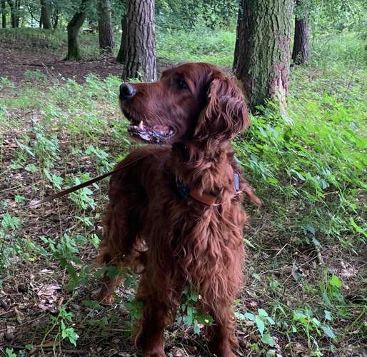 Hundeauslaufgebiet-Hundeschule im Grund-Bild