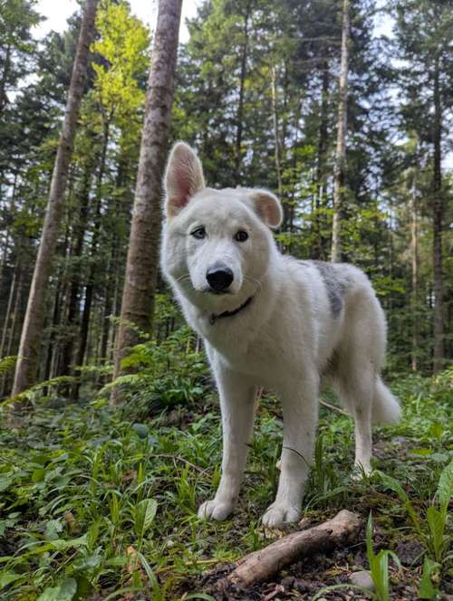 Hundeauslaufgebiet-pfotenliebling.ch-Bild