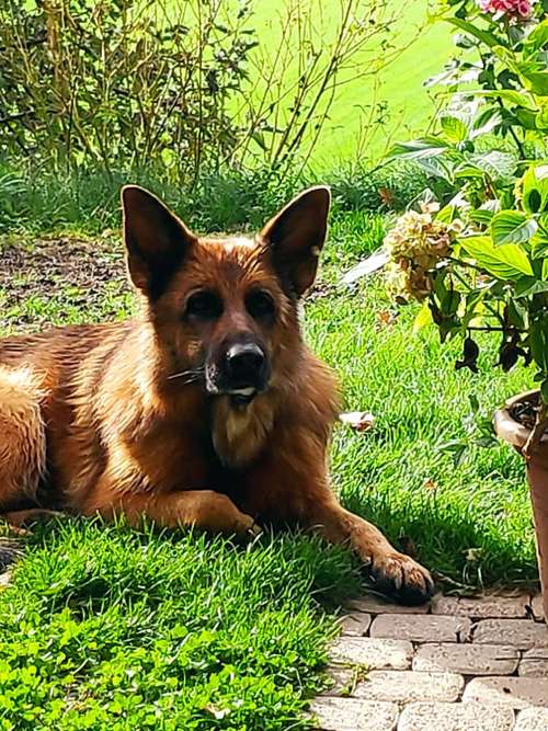 Hundeauslaufgebiet-pfotenliebling.ch-Bild